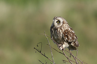 BUITEN BEELD Foto: 32364