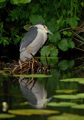 BUITEN BEELD Foto: 32368