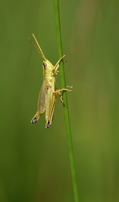 BUITEN BEELD Foto: 32370