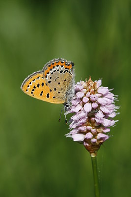 BUITEN BEELD Foto: 32374