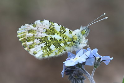 BUITEN BEELD Foto: 32384