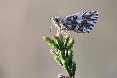 BUITEN BEELD Foto: 32387