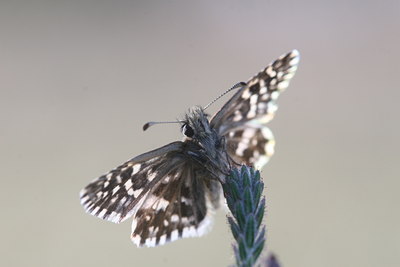BUITEN BEELD Foto: 32389