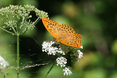 BUITEN BEELD Foto: 32399
