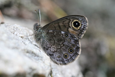 BUITEN BEELD Foto: 32410