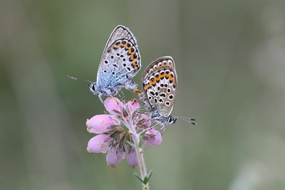 BUITEN BEELD Foto: 32417