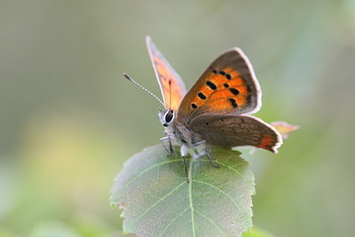 BUITEN BEELD Foto: 32423