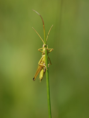 BUITEN BEELD Foto: 32439