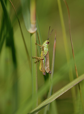 BUITEN BEELD Foto: 32441