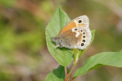 BUITEN BEELD Foto: 32449