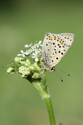 BUITEN BEELD Foto: 32452