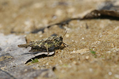 BUITEN BEELD Foto: 32454