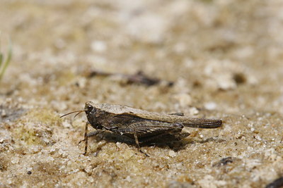 BUITEN BEELD Foto: 32456