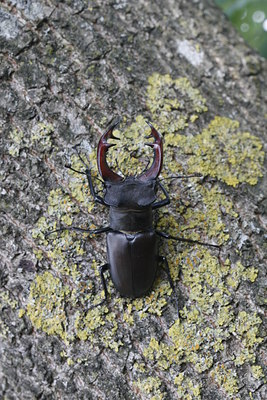 BUITEN BEELD Foto: 32463