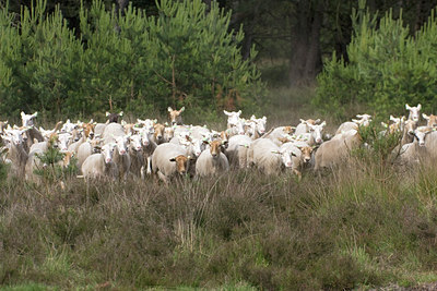 BUITEN BEELD Foto: 32475
