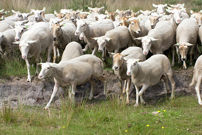 BUITEN BEELD Foto: 32476