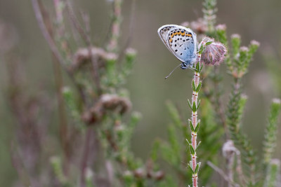 BUITEN BEELD Foto: 32516