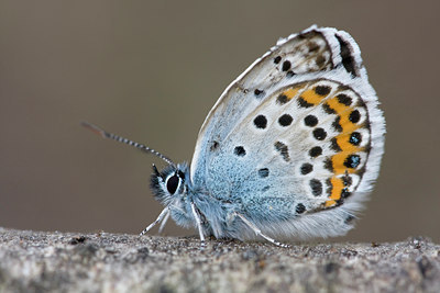 BUITEN BEELD Foto: 32517
