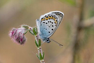 BUITEN BEELD Foto: 32518