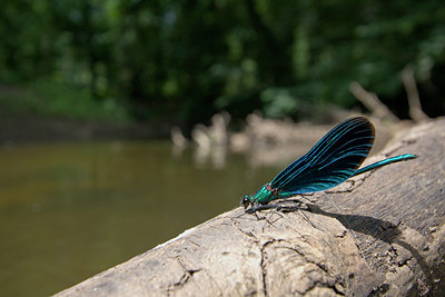 BUITEN BEELD Foto: 32529