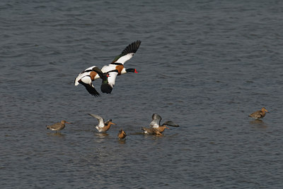 BUITEN BEELD Foto: 32572