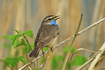 BUITEN BEELD Foto: 32577