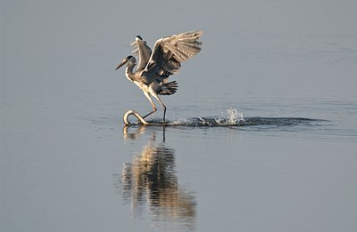 BUITEN BEELD Foto: 32595