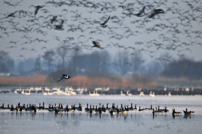 BUITEN BEELD Foto: 32611