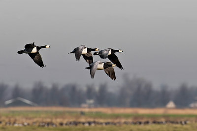 BUITEN BEELD Foto: 32630