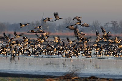 BUITEN BEELD Foto: 32632