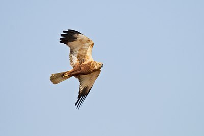 BUITEN BEELD Foto: 32641