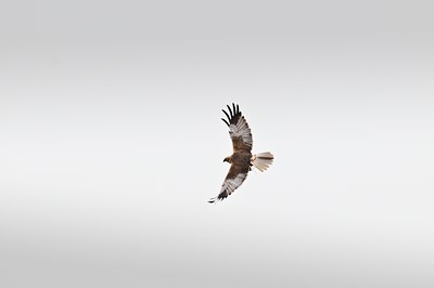 BUITEN BEELD Foto: 32643