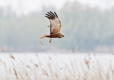 BUITEN BEELD Foto: 32645