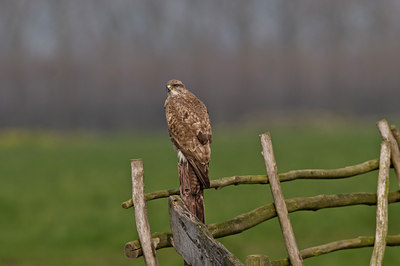 BUITEN BEELD Foto: 32649