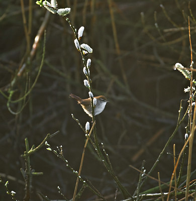BUITEN BEELD Foto: 32653