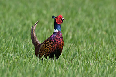 BUITEN BEELD Foto: 32661