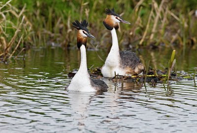 BUITEN BEELD Foto: 32666