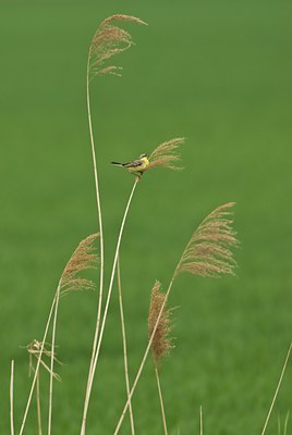 BUITEN BEELD Foto: 32690