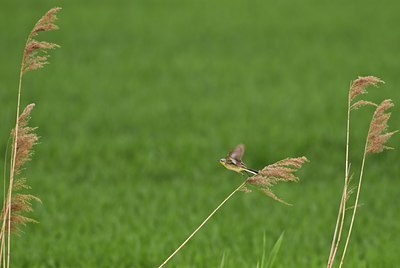 BUITEN BEELD Foto: 32691