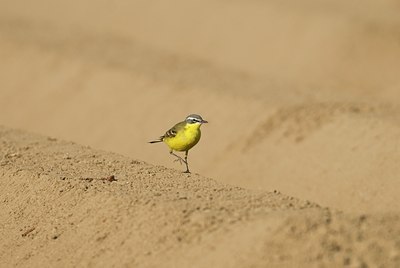 BUITEN BEELD Foto: 32692