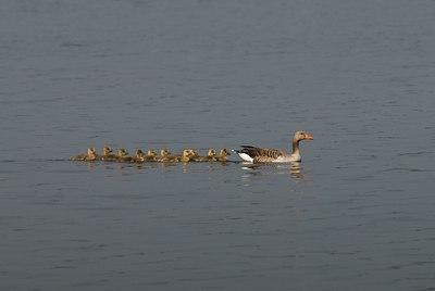 BUITEN BEELD Foto: 32699