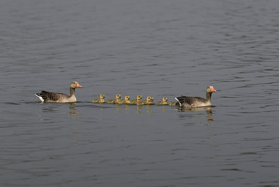 BUITEN BEELD Foto: 32700
