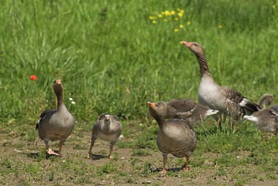 BUITEN BEELD Foto: 32705