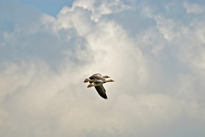 BUITEN BEELD Foto: 32710