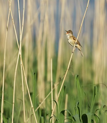 BUITEN BEELD Foto: 32722