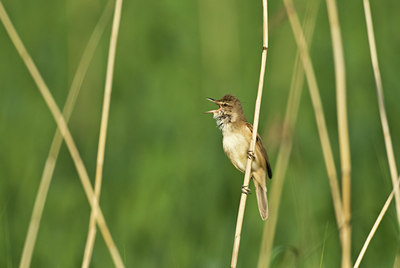 BUITEN BEELD Foto: 32732