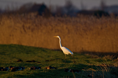 BUITEN BEELD Foto: 32740