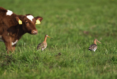BUITEN BEELD Foto: 32752