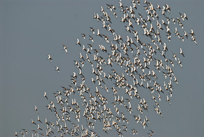 BUITEN BEELD Foto: 32768