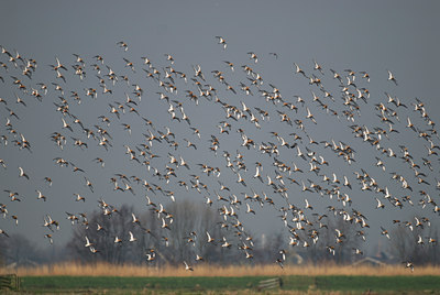 BUITEN BEELD Foto: 32771